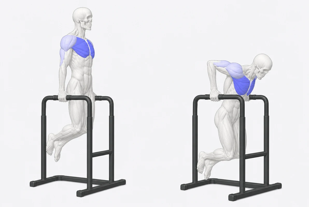 Dips - Chest Version exercise illustration